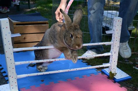 Bunny Hopping Rabbit Agility Rabbit Ideas Sports Training Obedience Hopping Rabbits