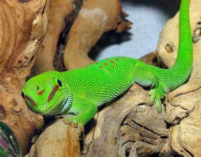 Here at the northampton reptile centre we have dealt with many species of lizards. Best Lizard Pets