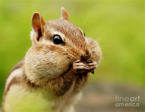 Cute Cheeky Chipmunk Photograph By Margaret Stewart