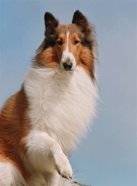 Lassie The Dog Dreamworks Animation Wiki Fandom Powered By Wikia