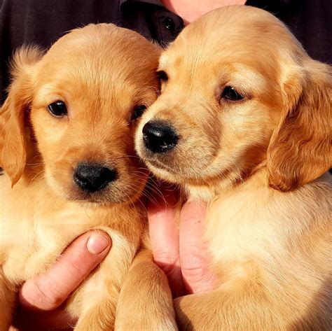 Red flags include puppies always being available, multiple litters on the premises, having your choice of any puppy, and the ability to pay online with a credit card. Beautiful dark red golden retriever puppies | Spalding ...