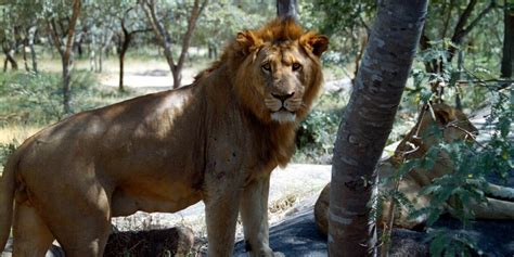 Register for shop & earn rewards on the food lion website and promotions will be automatically loaded on your mvp card when you visit the shop & earn web page. Cecil The Lion's Son Xanda Was Shot By Trophy Hunters - AskMen