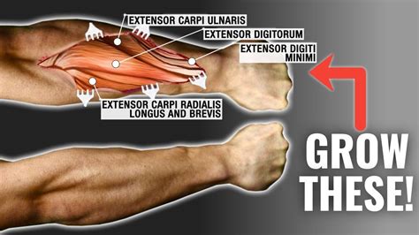 How To Get Bigger Forearms Fast 3 Science Based Tips Youtube Best