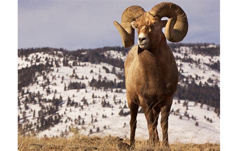 Yellowstone Wildlife Tour