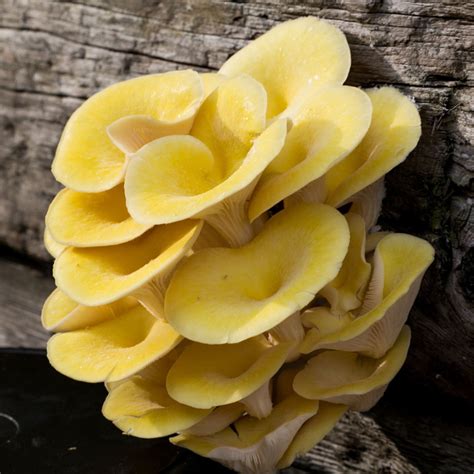 Yellow Oyster Mushrooms Cluster Or Trimmed Uk Next Day Delivery