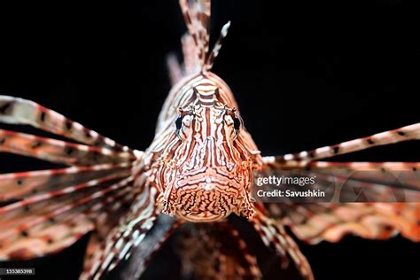 Lionfish High Res Stock Photo Getty Images