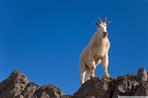 47 Bing Mountain Goat Wallpaper Wallpapersafari