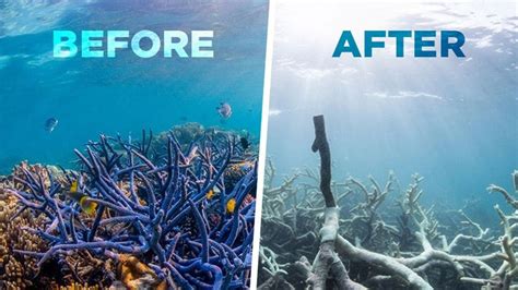 Coral Reefs Are Dying And It Affects You