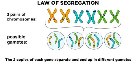 Explain The Law Of Segregation Use Two Different Soren Has Rivers