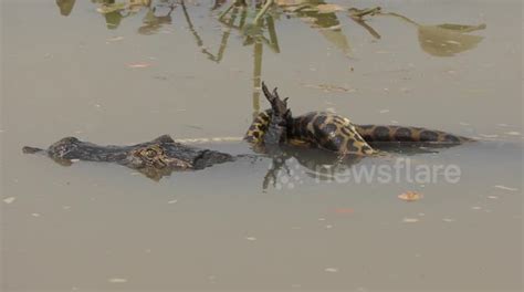 Incredible Footage Shows Epic Battle Between Caiman And 29ft Long