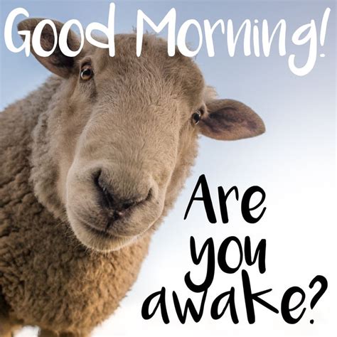 Cute Sheep Morning Are You Awake Image Morning Quotes Funny Good