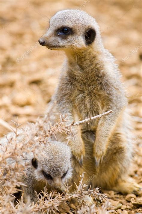 Mother And Baby Meerkat — Stock Photo © Meirion 5489349