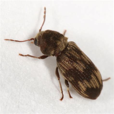 Small Brown Paterened Beetle Hadrobregmus Notatus Bugguidenet