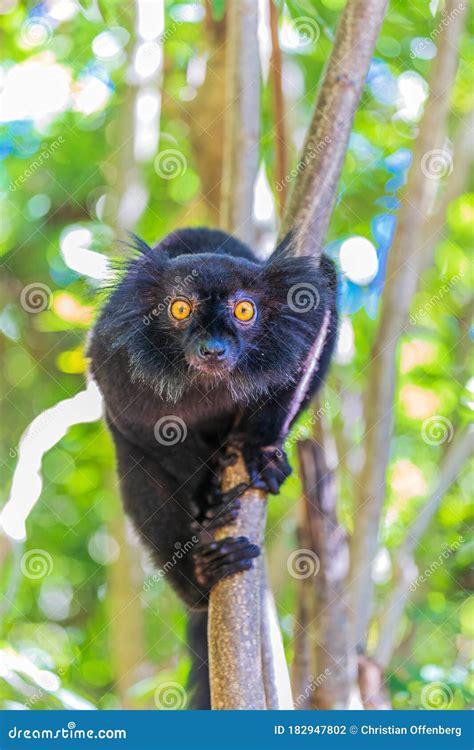 Black Lemur Eulemur Macaco In Madagascar Stock Photo Image Of Eulemur