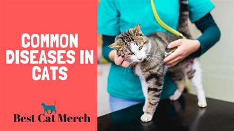 10 Most Common Diseases In Cats Youtube