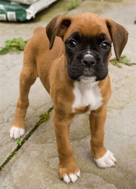 Baby Boxer Boxer Dogs Boxer Puppy Boxer Puppies