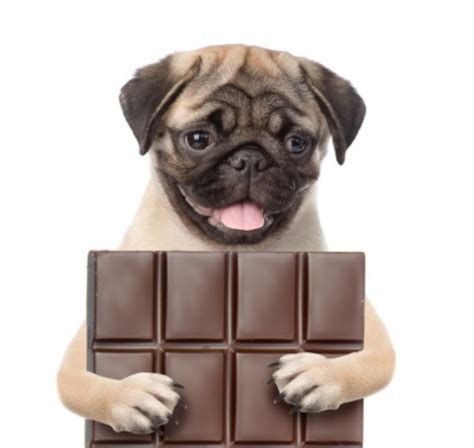 Can Dogs Eat Chocolate What To Do If Your Dog Eats Chocolate