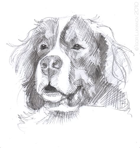 Bernese Mountain Dog Sketch