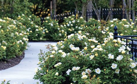 These plants are chosen because they are hardy and resistant to infections. The Sunny Knock Out® Rose — The Knock Out® Family of Roses