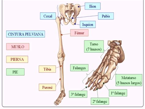 ConformaciÓn Del Esqueleto Humano Mind Map