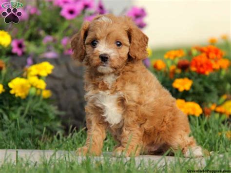 Lab and australian shepherd mix puppies. Cavoodle Puppies For Sale Nsw Cheap