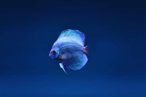 Blue Discus Fish Wallpaperhd Animals Wallpapers4k Wallpapersimages