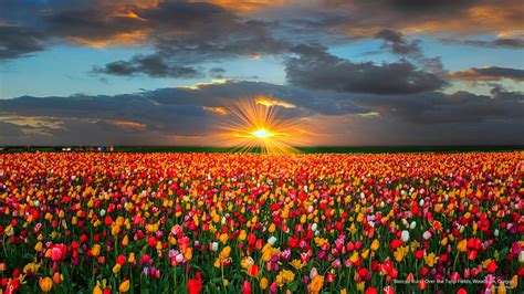 Hd Wallpaper Sunrise Burst Over The Tulip Fields