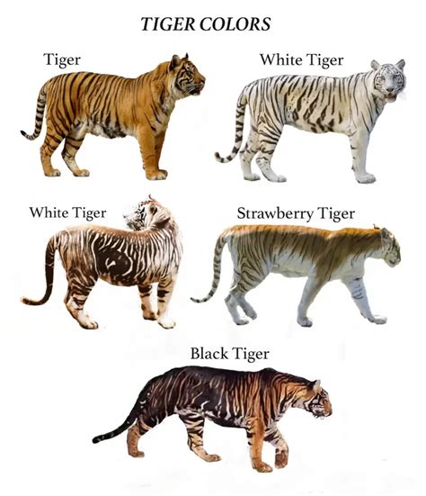 Características del Tigre Cómo es