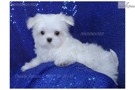 Meet Cassidy Tiny 4 Lb A Cute Maltese Puppy For Sale For