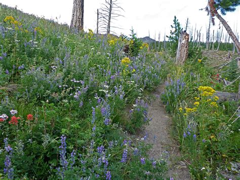 Wildflowers Sepulcher Mountain Trail Yellowstone National Park Wyoming
