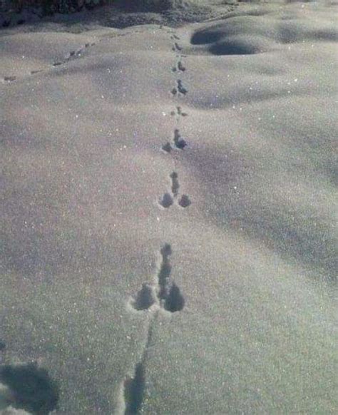 These Tracks In The Snow Rmildlypenis