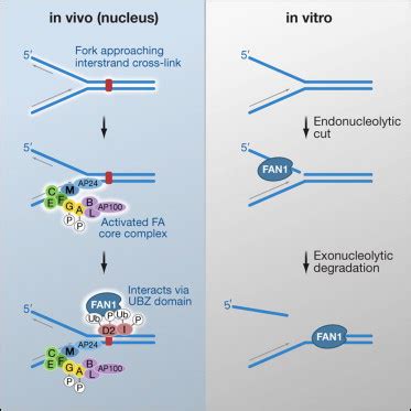 Biotecnology #enzymes exonuclease vs endonuclease. Deficiency of FANCD2-Associated Nuclease KIAA1018/FAN1 ...