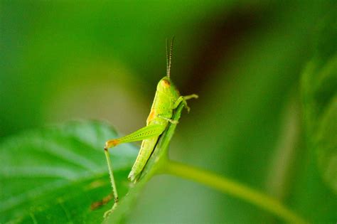 Grasshopper Color Macro Free Photo On Pixabay