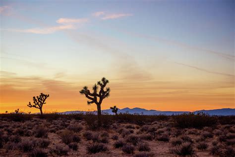 Golden Mojave Desert Sunset Photograph By Aileen Savage Pixels