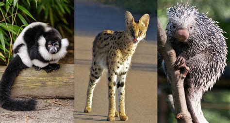 We post images of these. Eight of the Rarest, Cutest Animals on Earth | Ever ...