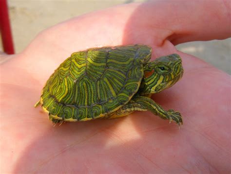 Baby Red Eared Slider Turtles A Complete Guide Reptileszilla