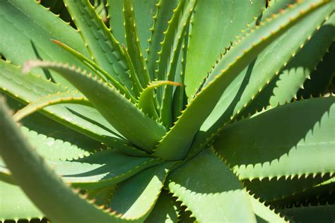 Aloe Vera Plant Free Stock Photo Public Domain Pictures