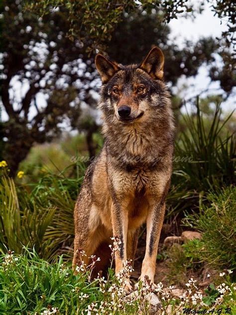 Portugal National Animal Iberian Wolf National Animal Animals