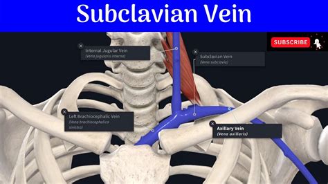 Subclavian Vein Commencement Termination Relations Tributaries