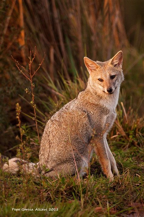 South American Gray Fox Lycalopex Griseus Also Known As The
