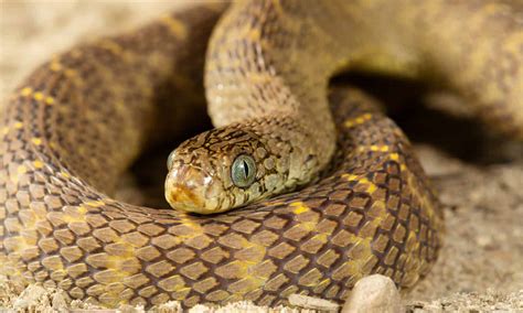 Meet 10 Snakes Of The Congo River A Z Animals