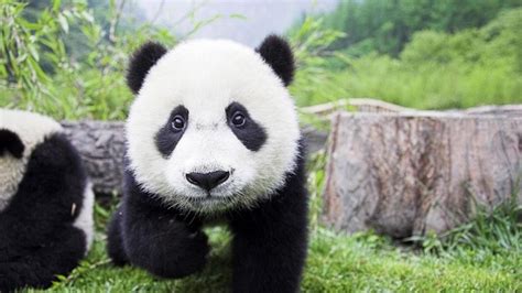 Oso Panda Entre El Cariño Y Terror Panda Cute Panda Wallpaper