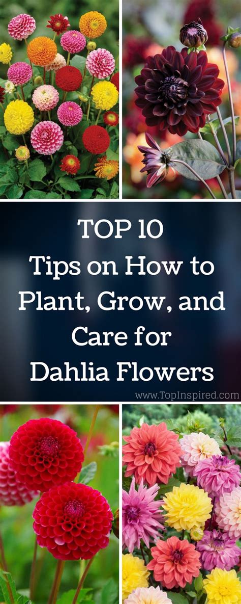 Top 10 Tips On How To Plant Grow And Care For Dahlia Flowers Dahlia