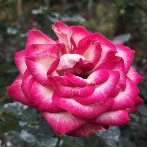 Diese hotels in der nähe von rose valley in tanah rata bieten eine großartige aussicht und sind bei anderen reisenden beliebt 4 Best Rose Gardens In Cameron Highlands That Flower ...