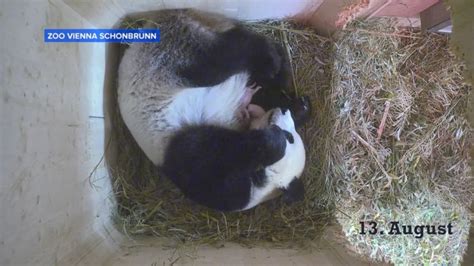 Video Giant Panda Surprises Vienna Zoo With Twins After Keepers Find