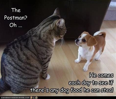 The Postman Oh Funny Animals With Captions Funny Animal Memes