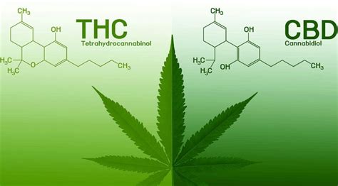 differences between cbd and thc key differences explained