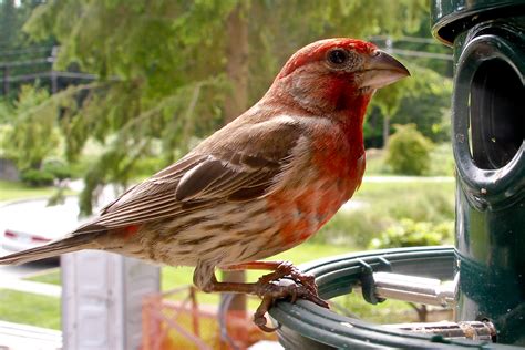 Finch Bird Photo Gallery ~ 13 Species Of Finches In Ohio Pictures And