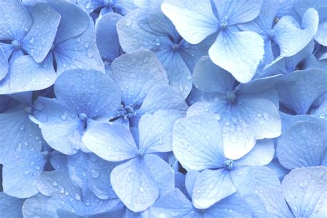 Get Inspired For Aesthetic Wallpaper Flowers Blue Images