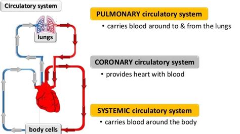 Circulatory System Intro